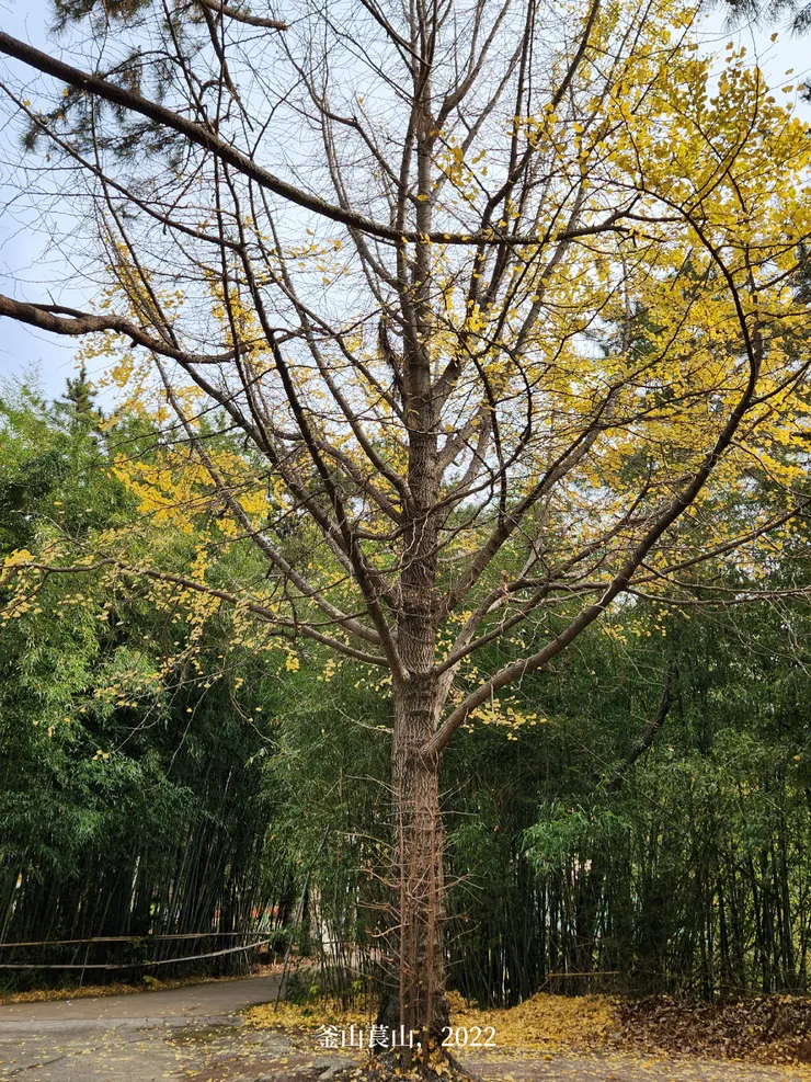 從萇山瀑布寺回到主路線上的這棵樹很美