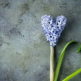 楊佳期的光之經線