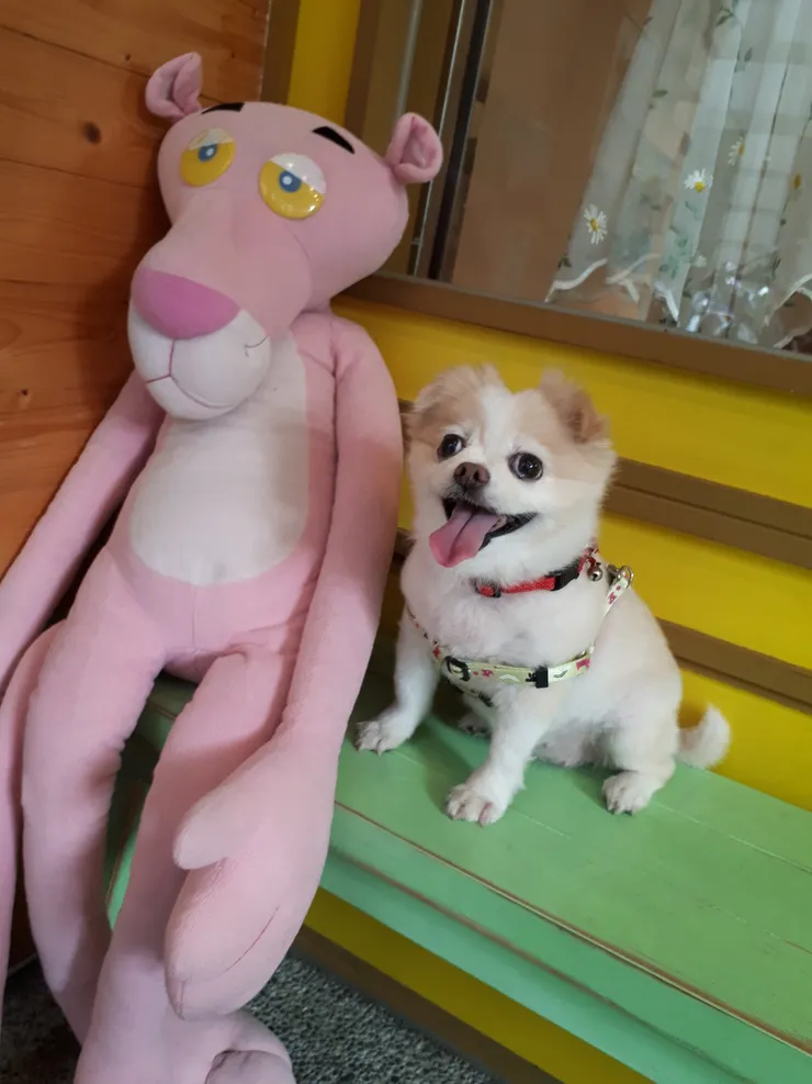 馬麻帶我去寵物餐廳。與頑皮豹合影