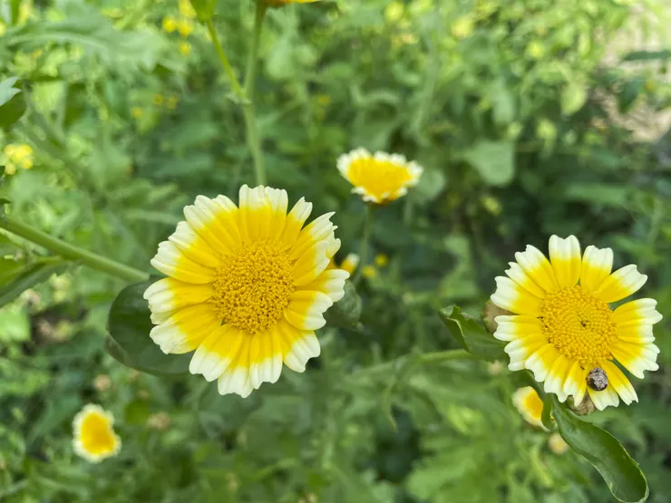茼蒿開出的花,拍於家中菜園。