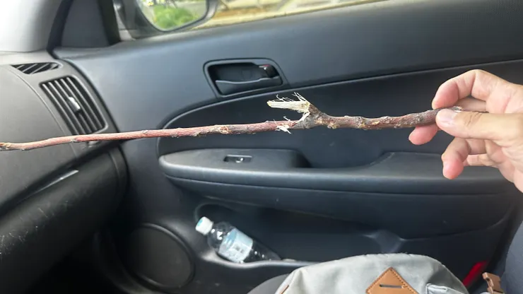 這還是從苦楝樹下撿起來的，原來的樣子