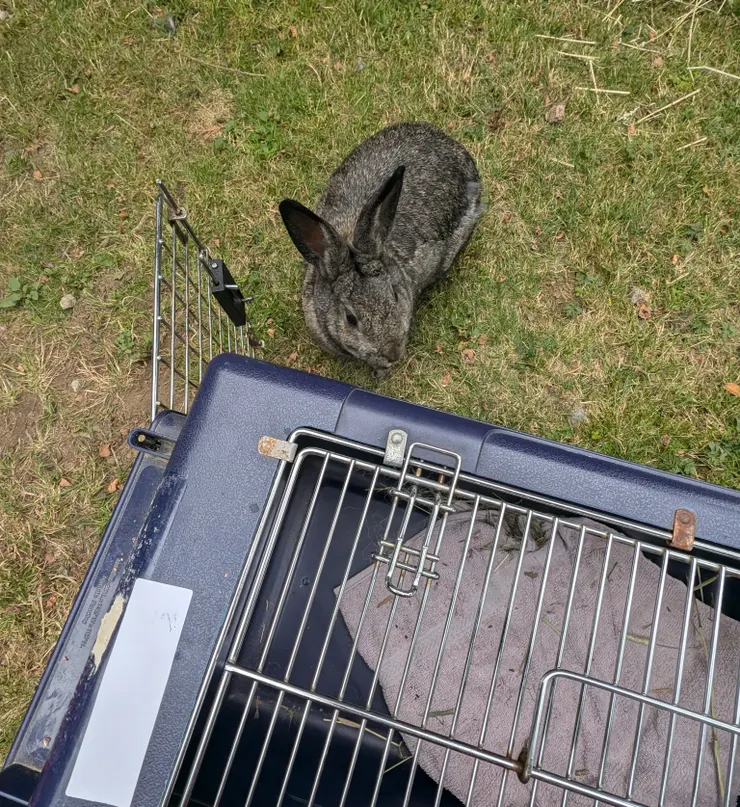 很不願意回家的兔子