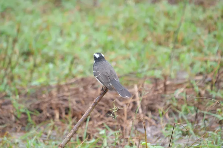 White-browed Fantail