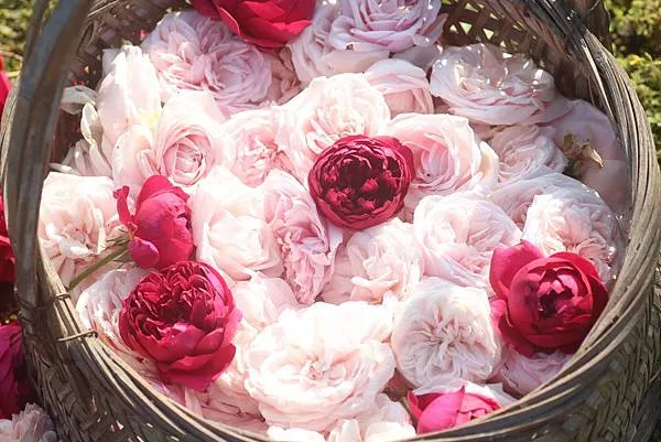 深紅艷麗的「秋日胭脂」將「莫梅森的紀念品」襯得更加粉嫩盈潔！