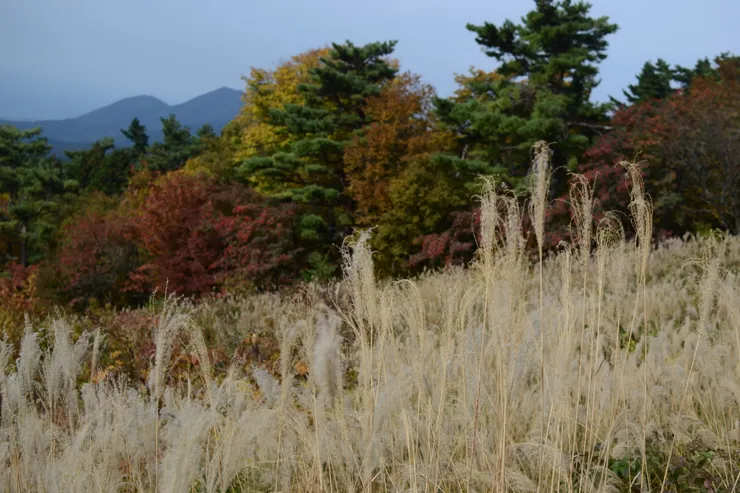 桝水高原纜車旁風景