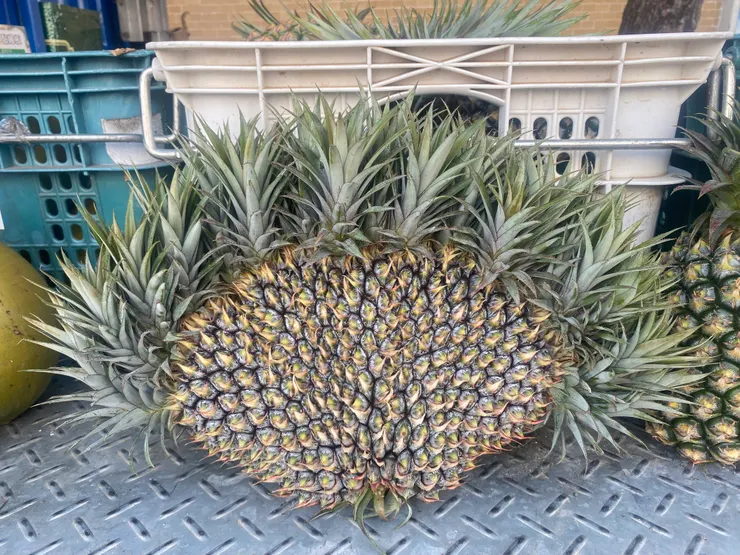 吉祥如意旺旺來