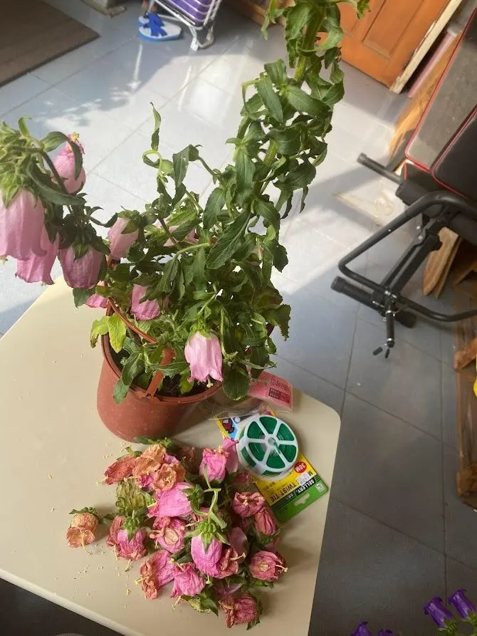 災情最慘的一盆，幾乎要剪光了