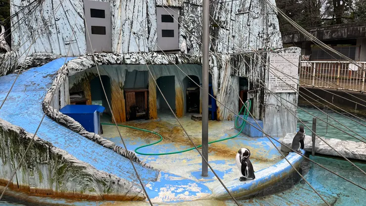 也能看到半開放式的企鵝飼養空間。