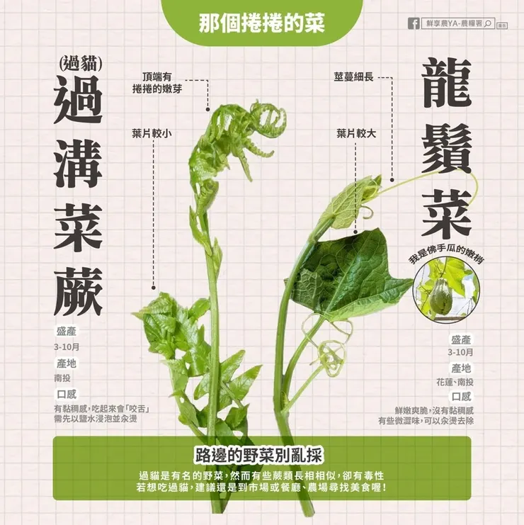 過貓與龍鬚菜的差別