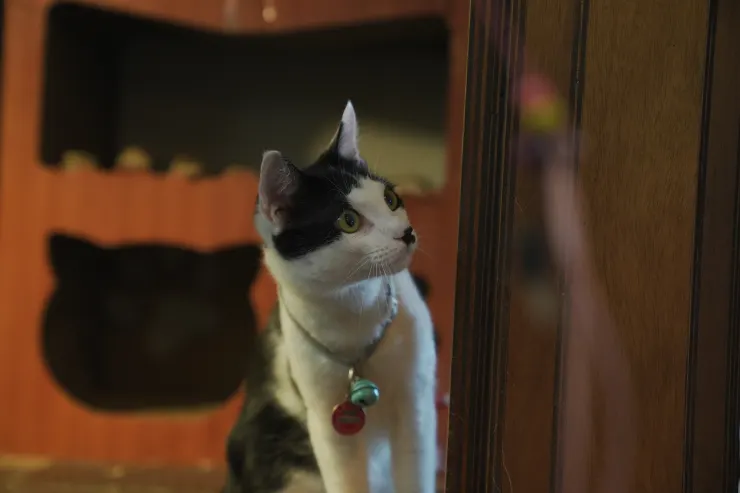 「妞貴妃私廚」的餐廳名稱，來自於這隻名為「妞貴妃」的店貓。（攝影／曾耀玄）