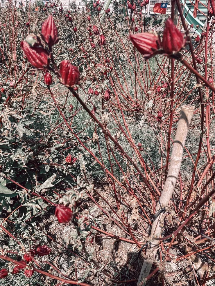 洛神花盛開了。