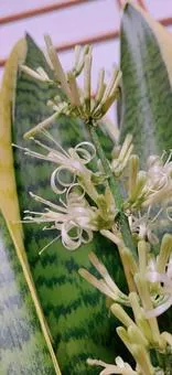 盛閞著花的金邊虎尾蘭