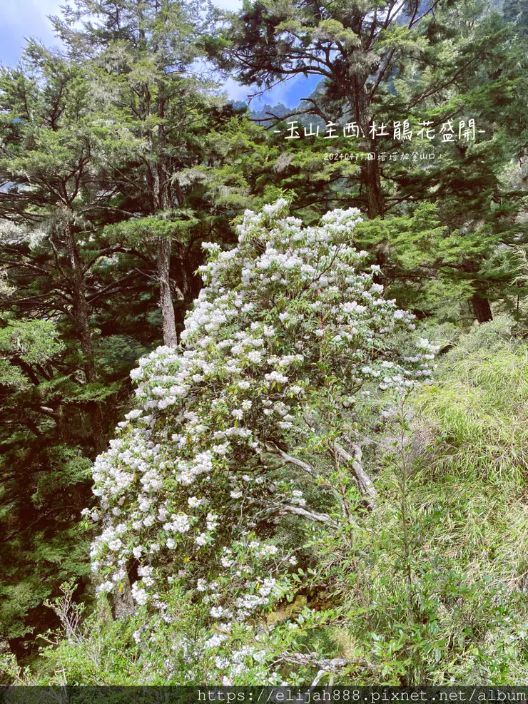 【玉山主峰西峰.兩天兩夜】冷到爆炸的玉山主峰賞雲海/一直走花