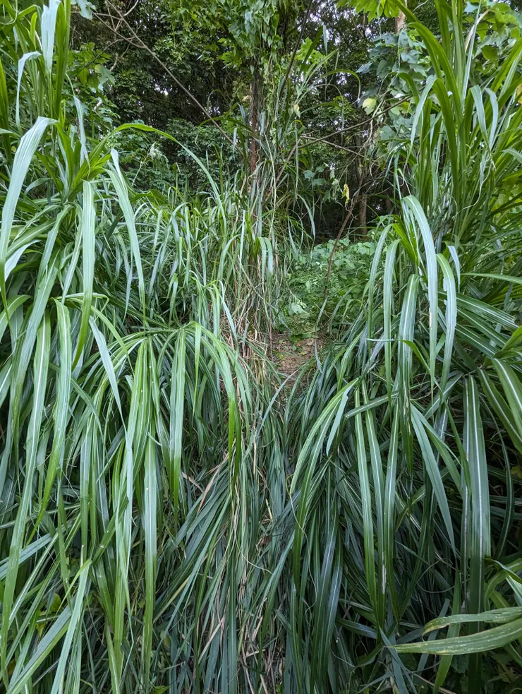開闢出一條小徑，裏頭滿滿的小花蔓澤蘭