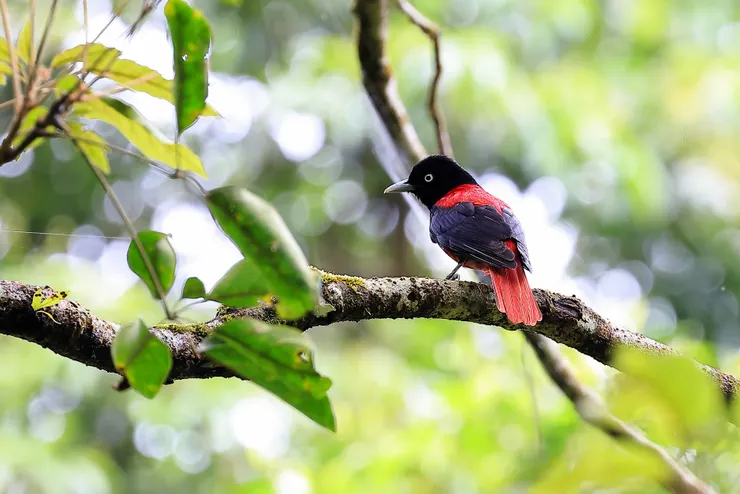 剛入手CANON100-500L時，在我家後山巧遇的朱鸝，這個美麗的身影也正訴說著，無論在平常的地方，只要多走多看，永遠有預期之外的驚喜。