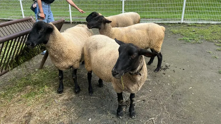 最棒的是能與它們零距接觸。