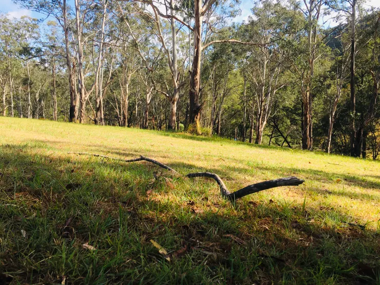 頑皮的樹枝長得像小龍一樣~