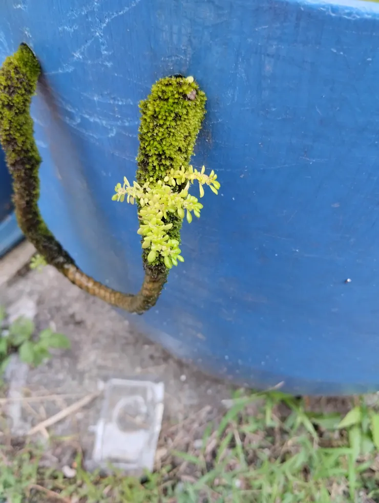 尼龍繩上也能長出小植物
