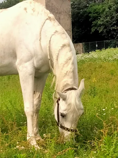 馬不只有馬尾，也有辮子