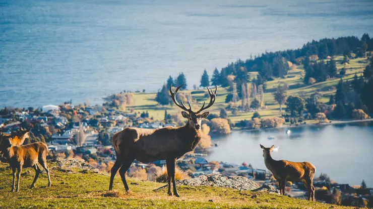 New Zealand — Deer Park Heights Queenstown