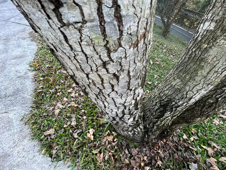 安靜又美好的樹