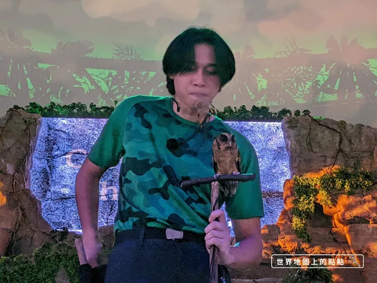 暖場的迷你貓頭鷹