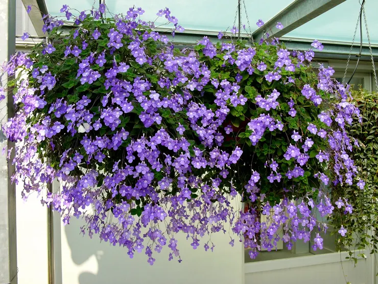 海豚花(Streptocarpus saxorum)