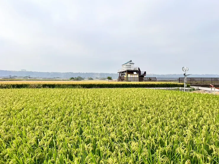 稻穀尚未完全成熟的忘憂谷