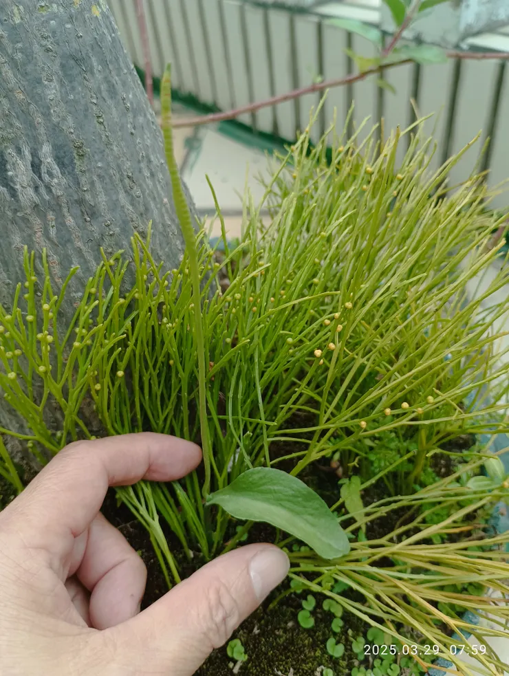 近日新聞一斤4000元的“一葉草”長在家景盆內，自拍攝