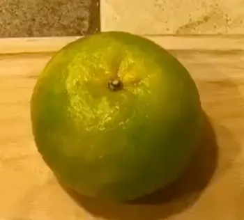 橘子一身是寶
