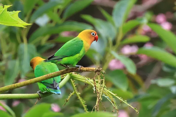 費氏牡丹鸚鵡