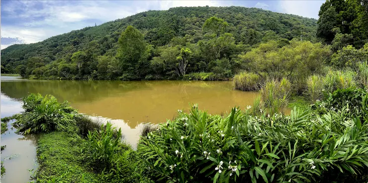 圖 YHCC@向天湖畔旁野薑花香