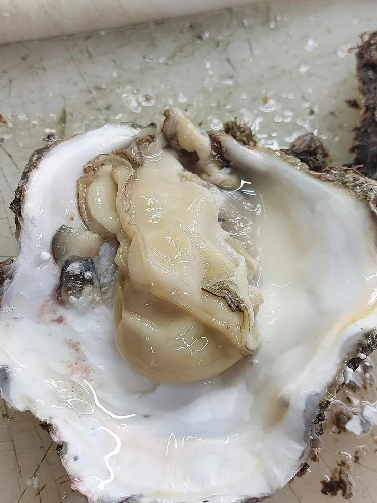 把這麼大的生蠔直接一口吃下去，簡直爽翻了~