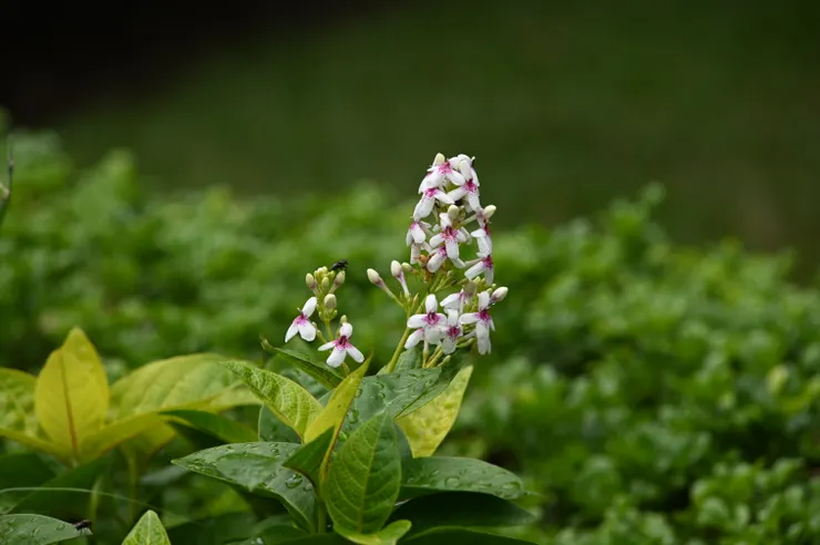200mm ISO640 1/250s 光圈不是全開就是在前往全開的路上