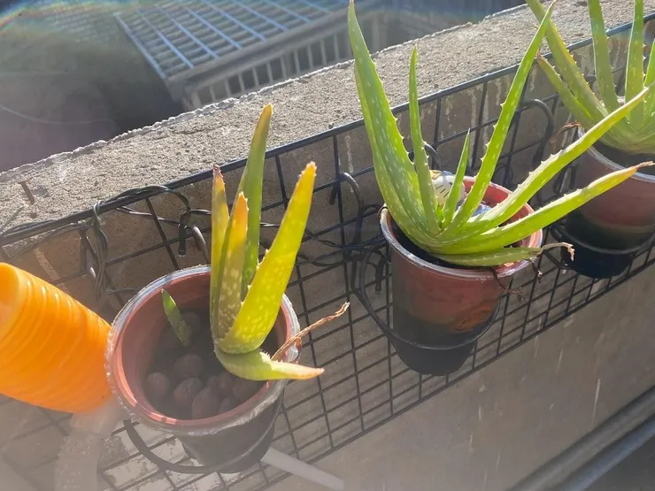 跳舞蘆薈：半水耕2、3號