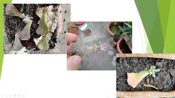 以衛生紙當介質，促使石蓮花發根