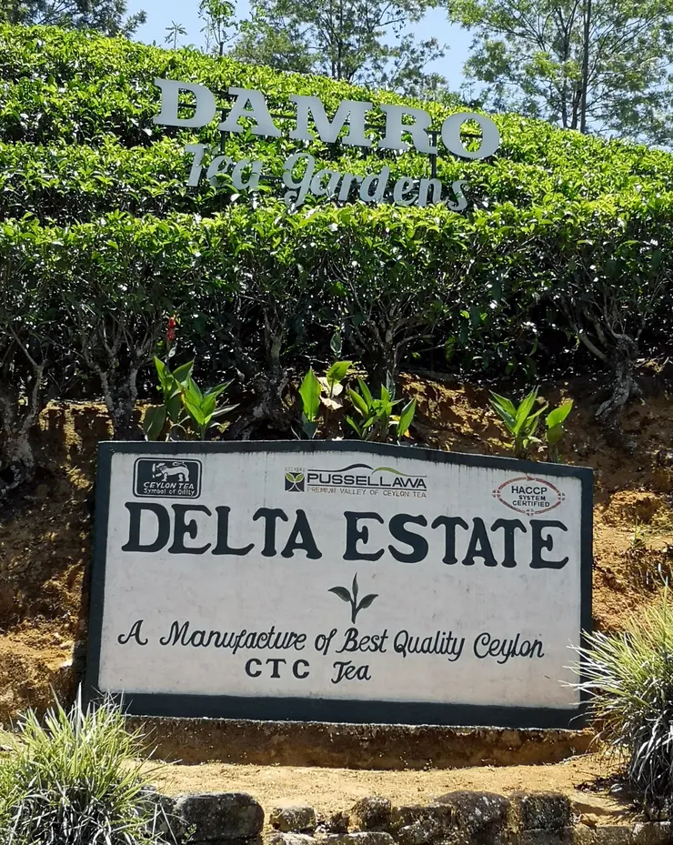 離開康堤市後，海拔不斷升高，路的兩旁全部都是茶園，一個多小時後，已可看到Damro其中的一個地塊