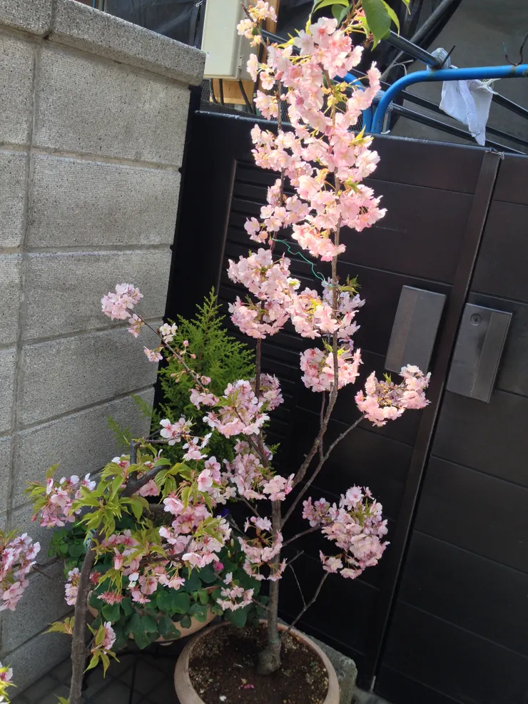 回程時偷拍沿路住家的櫻花，小小一株竟然全部開滿了，實在太厲害了～