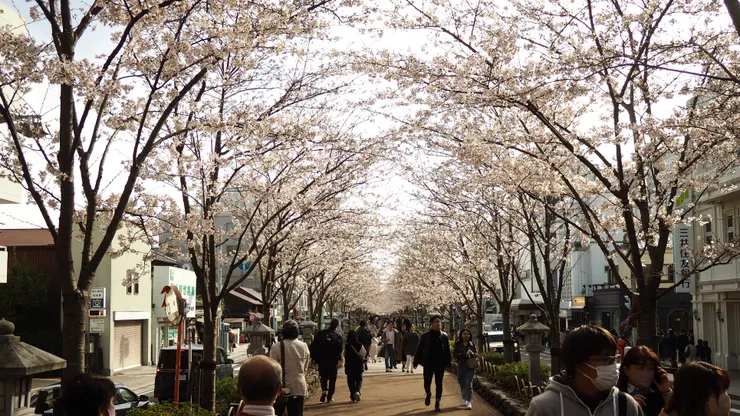 正值櫻花季 表參道化為粉色隧道