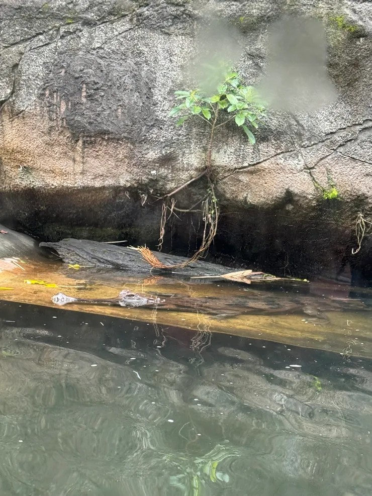 2026/02/17 鱷魚一號