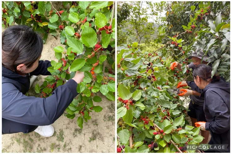 兩種風格的桑椹採摘小隊