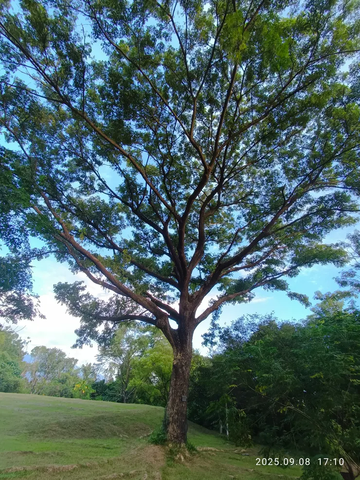 驚破高林，雨豆樹俗名草原上的大傘