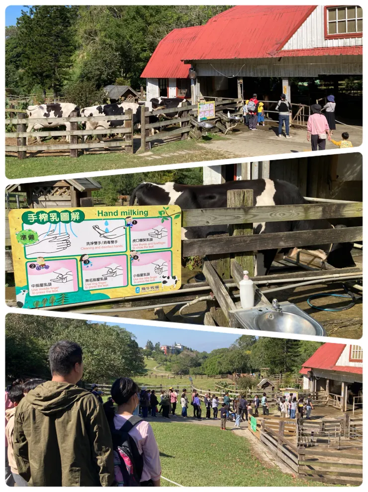 超人氣的擠牛奶活動!有詳細的解說也可以近距離跟牛牛拍照
