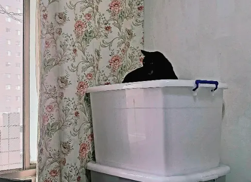 小黑等候斑鳩(李建崑攝影)