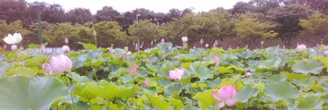 慶州必去雁鴨池荷花