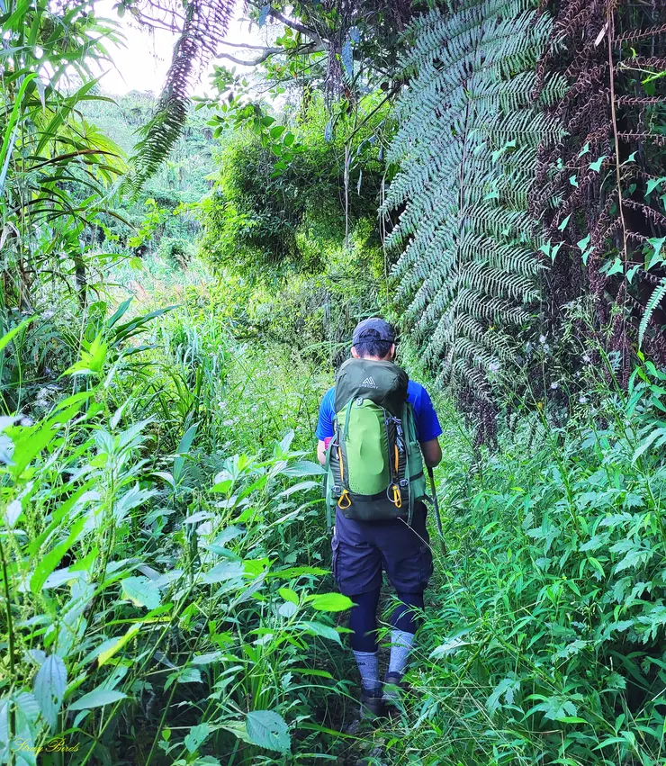 一進入清水山步道，要先穿過一段芒草路段，此段路要小心螞蝗襲擊