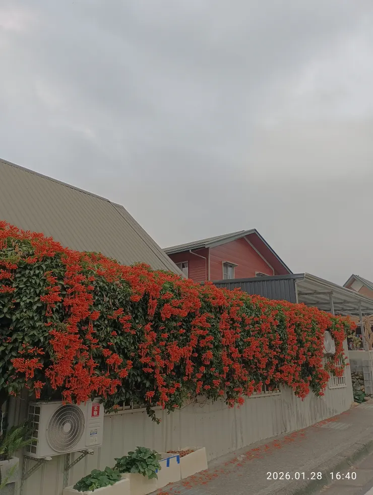 炮仗花，皆自拍攝