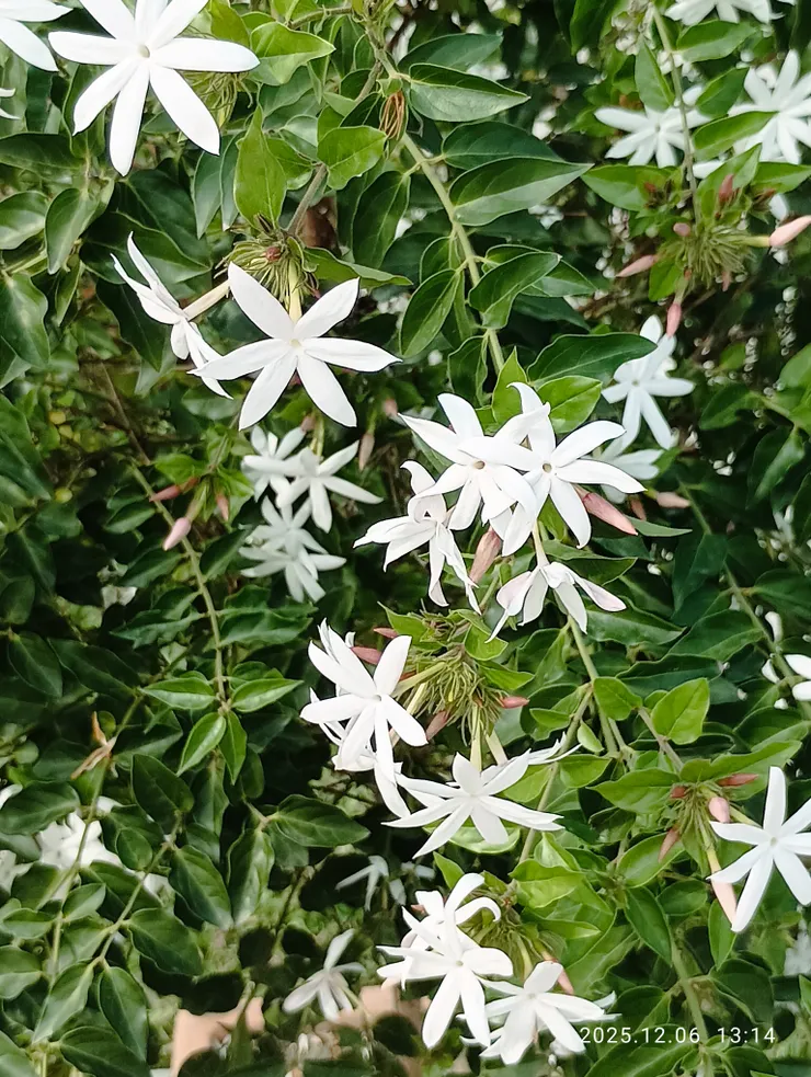毛茉莉，花晴亂