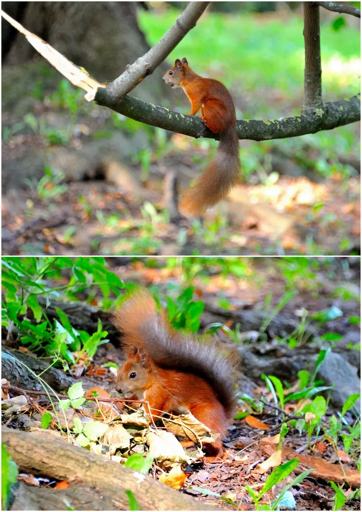 【公園內覓食的松鼠】