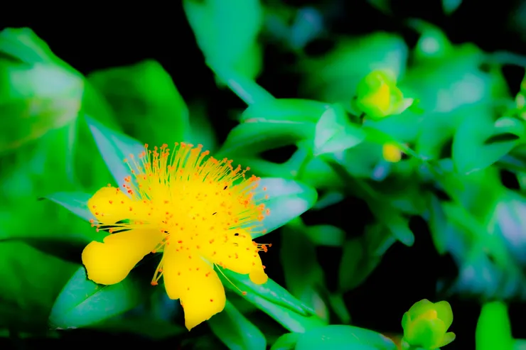 布雷尼宮花園中的一朵花